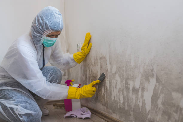 Best Commercial Mold Removal  in Fort Morgan, CO