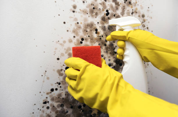Best Certified Mold Removal  in Fort Morgan, CO