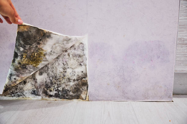 Best Toxic Mold Removal  in Fort Morgan, CO
